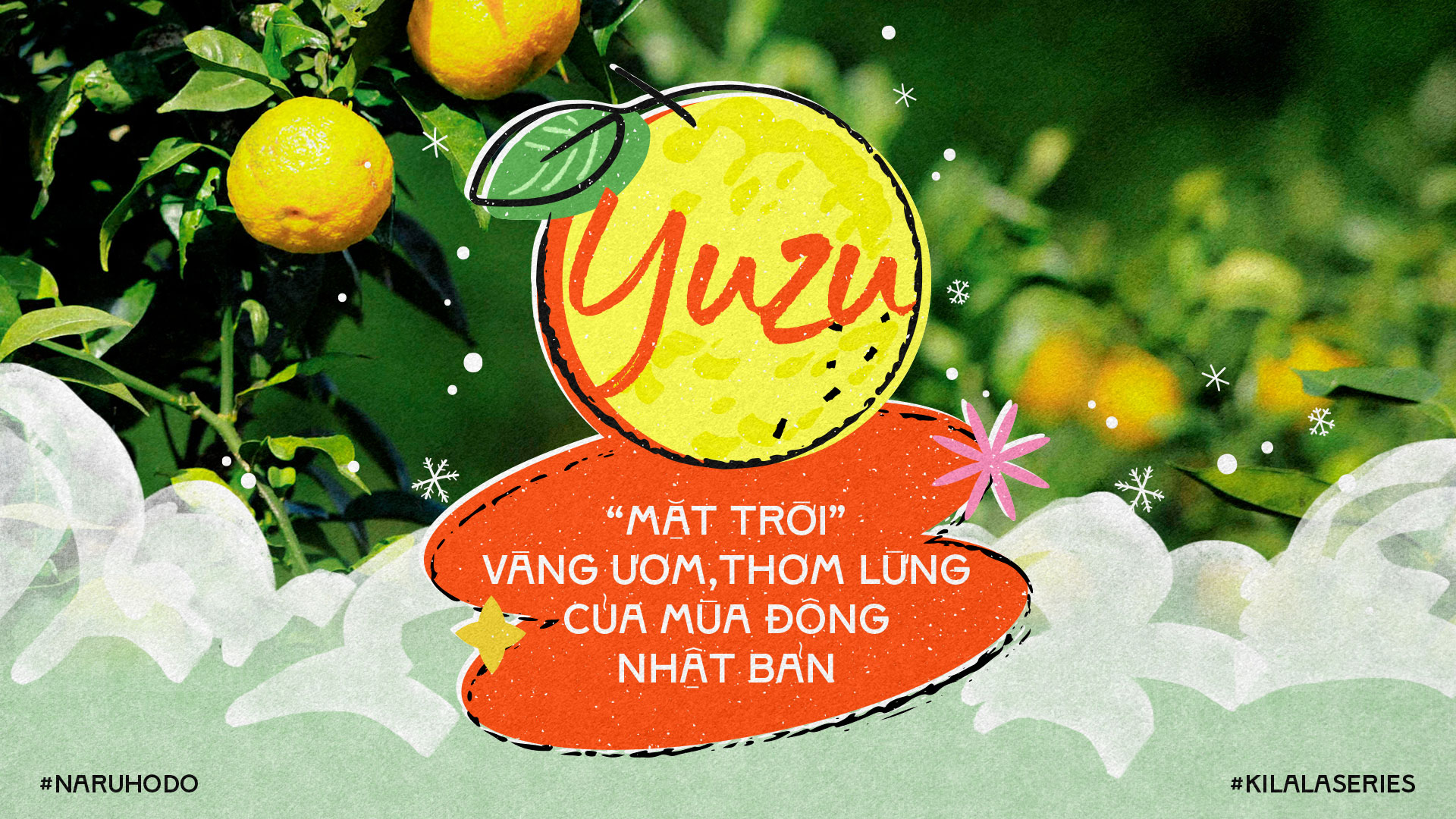 Yuzu: “Mặt trời” vàng ươm, thơm lừng của mùa đông Nhật Bản.