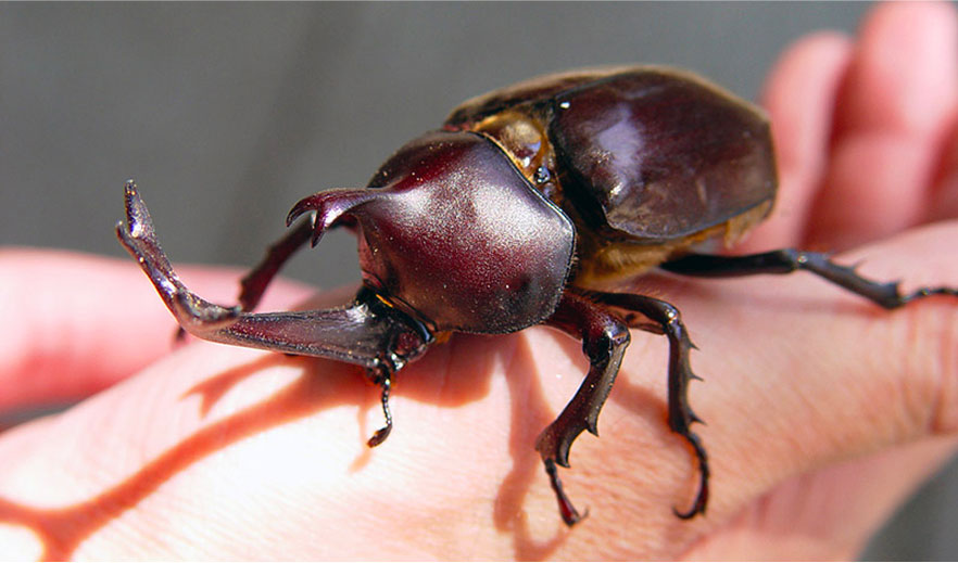 Bọ cánh cứng Kabutomushi.