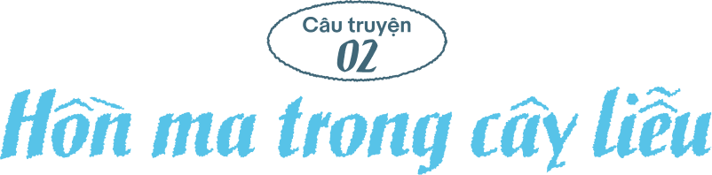 Hồn ma trong cây liễu