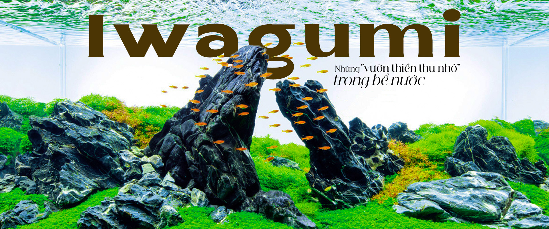 Iwagumi - Những “vườn thiền thu nhỏ” trong bể nước.