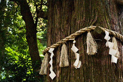 Quan niệm của người Nhật cho rằng thần linh trú ngụ bên trong những cái cây. Ảnh: skyehohmann.photoshelter.com