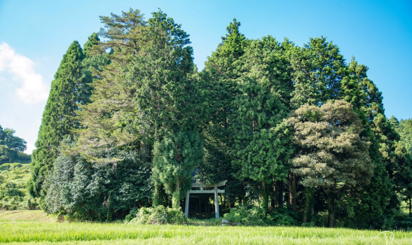 Rừng thiêng Chinju no Mori bao quanh đền thờ Thần đạo. Rừng thiêng Chinju no Mori bao quanh đền thờ Thần đạo.