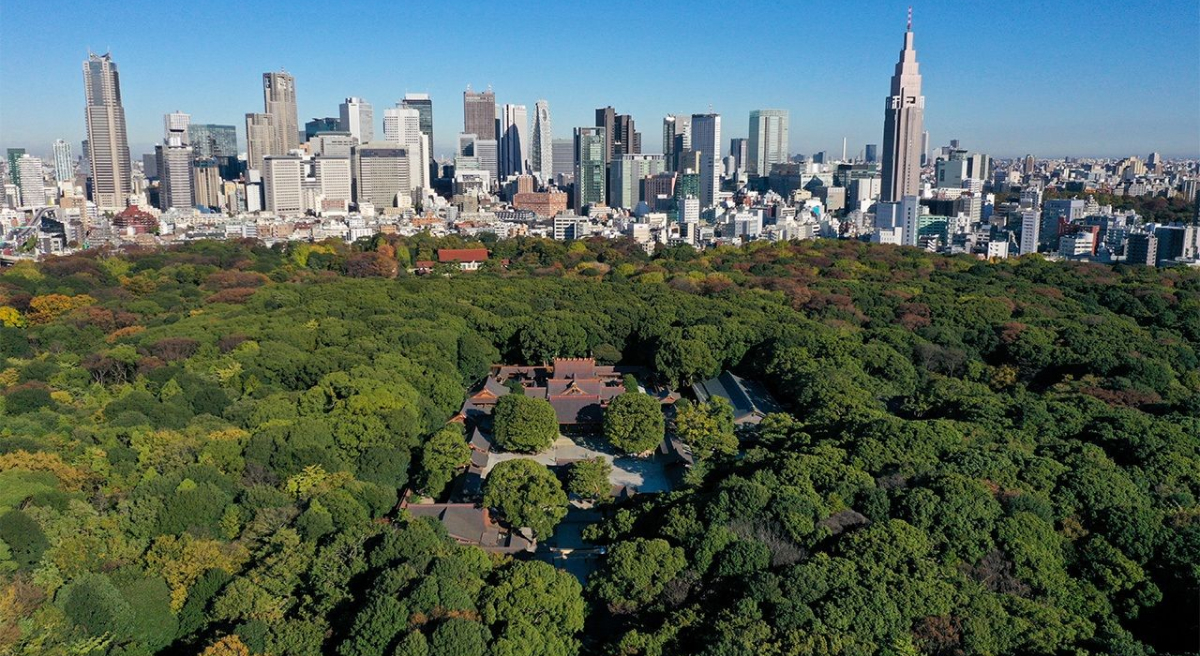 Rừng thiêng Chinju no Mori bao quanh đền Meiji, Tokyo. Rừng thiêng Chinju no Mori bao quanh đền Meiji, Tokyo.