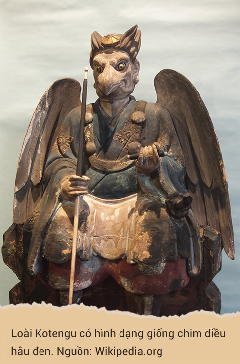 Loài Kotengu có hình dạng giống chim diều hâu đen. Nguồn: Wikipedia.org