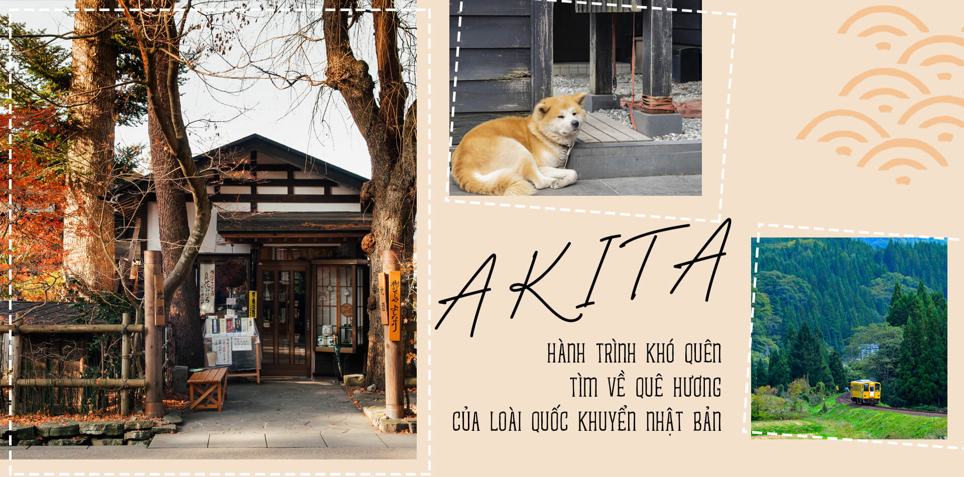Akita - hành trình khó quên tìm về quê hương của loài quốc khuyển Nhật Bản Akita - hành trình khó quên tìm về quê hương của loài quốc khuyển Nhật Bản