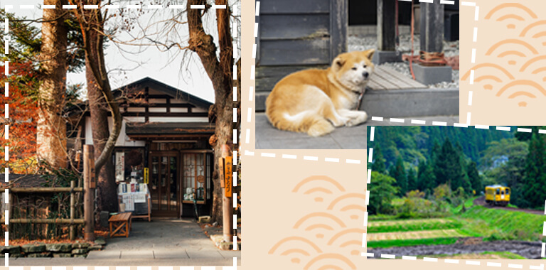 Akita - hành trình khó quên tìm về quê hương của loài quốc khuyển Nhật Bản Akita - hành trình khó quên tìm về quê hương của loài quốc khuyển Nhật Bản