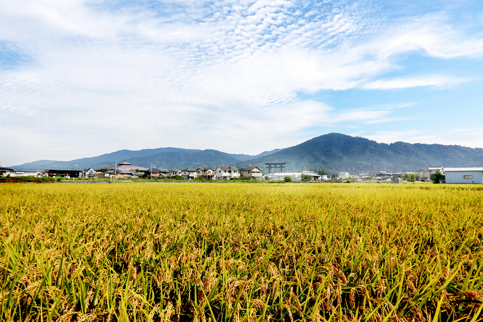 Núi Miwa phía bên kia cánh đồng ở tỉnh Nara. Núi Miwa phía bên kia cánh đồng ở tỉnh Nara.