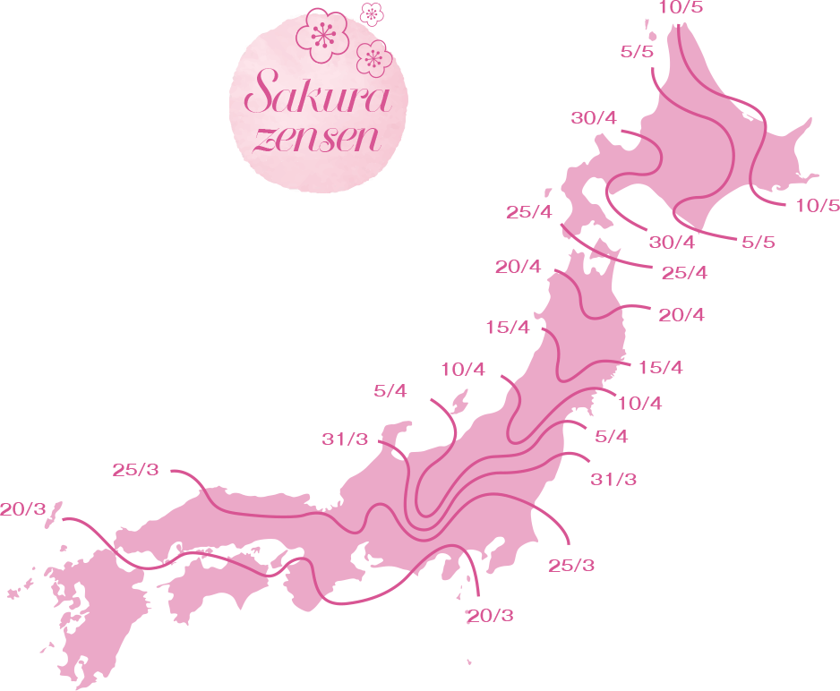Sakura zensen