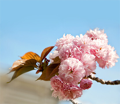 Sakura zensen