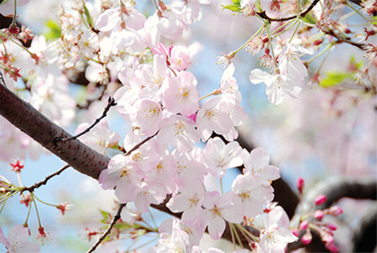 Sakura zensen