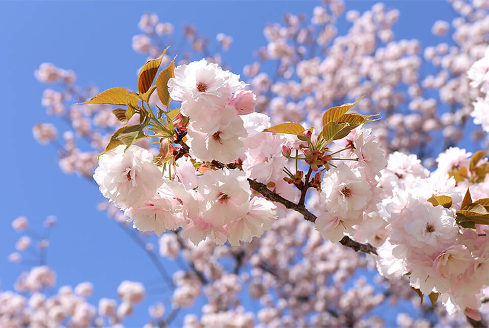 Sakura zensen