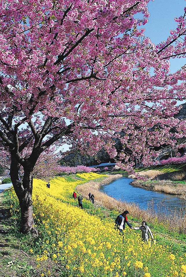 Hoa Anh Đào Kawazu zakura xen lẫn Hoa Cải