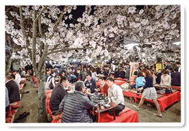 Người Nhật và Hanami