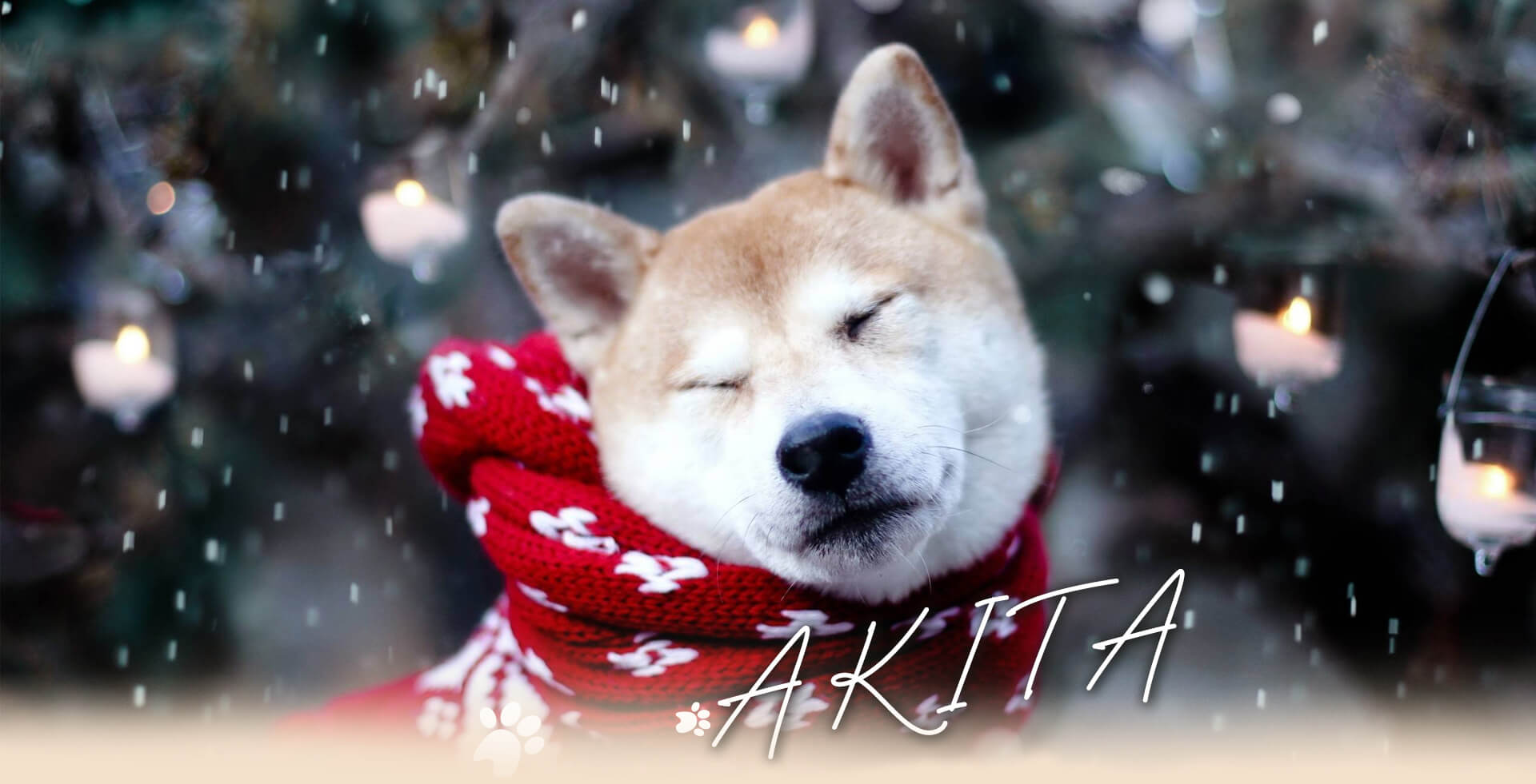 Akita - Vùng đất xinh đẹp của loài quốc khuyển Nhật Bản Akita - Vùng đất xinh đẹp của loài quốc khuyển Nhật Bản