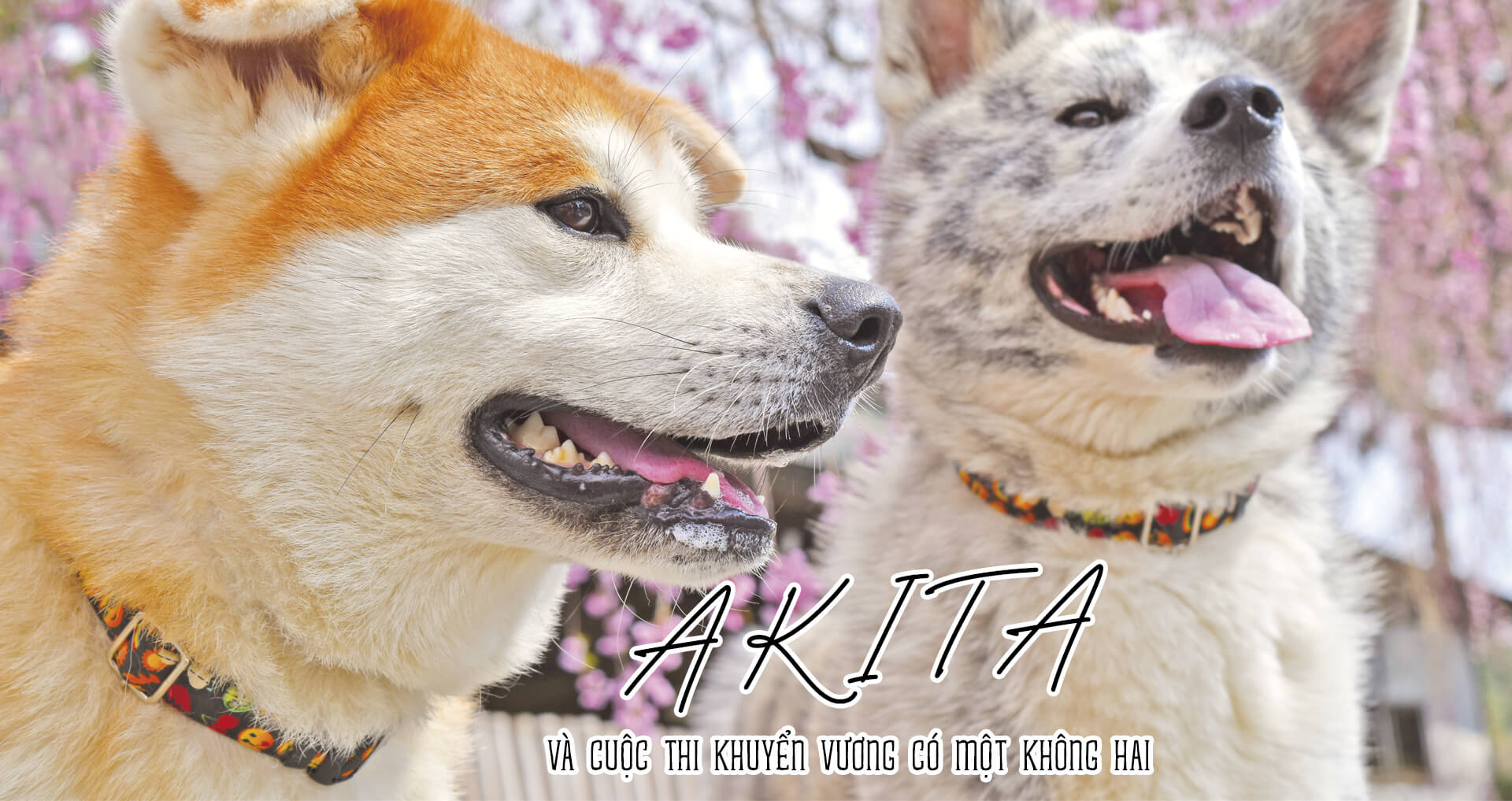 Akita - Và cuộc thi khuyển vương có một không hai