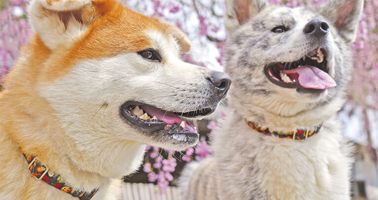 Akita - Và cuộc thi khuyển vương có một không hai