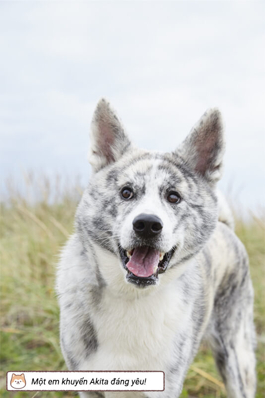 Một em khuyển Akita đáng yêu!