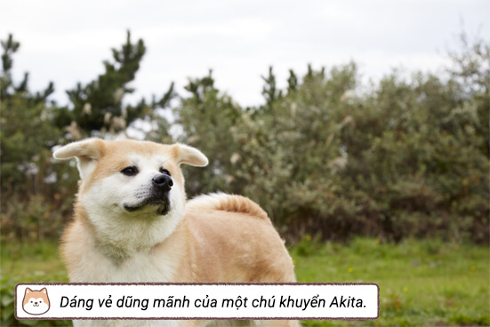 Dáng vẻ dũng mãnh của một chú khuyển Akita.