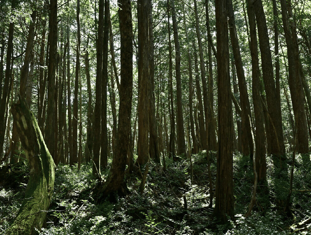 “Khu rừng tự sát”nằm ở đâu?