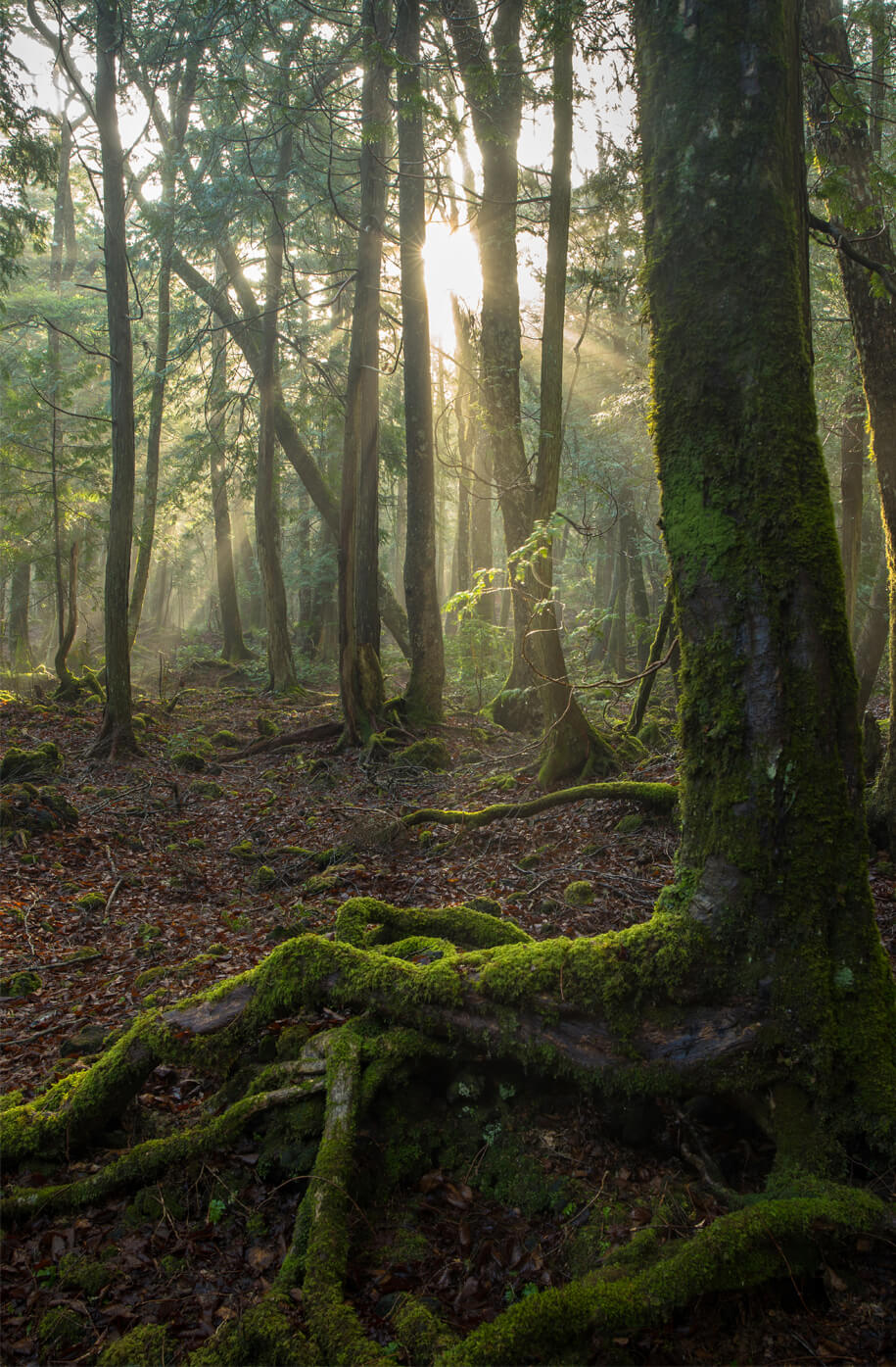 Tại sao những người xấu số lại chọn Aokigahara làm nơi yên nghỉ cuối cùng?