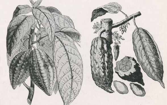 Là loại cây nhiệt đới, ca cao khó canh tác tại Nhật. Là loại cây nhiệt đới, ca cao khó canh tác tại Nhật.