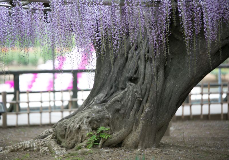 hoa tử đằng công viên Ashikaga hoa tử đằng công viên Ashikaga