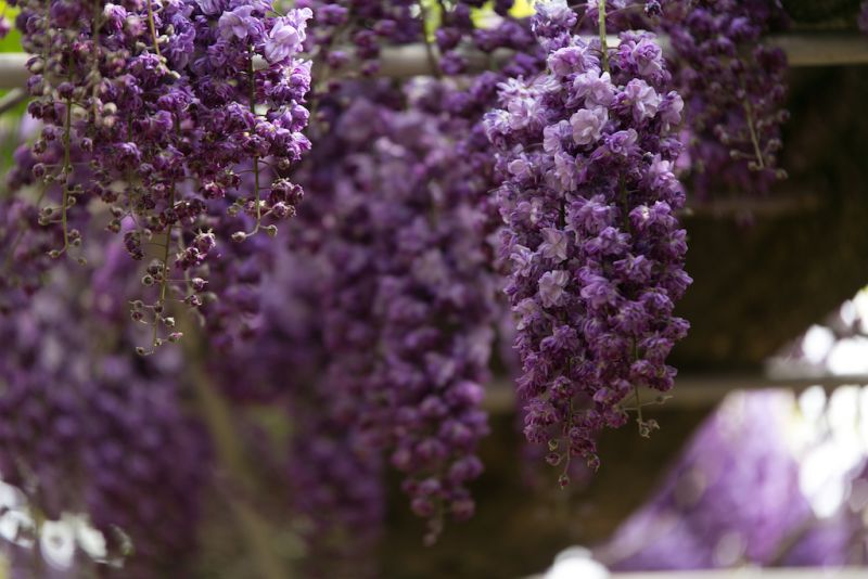 hoa tử đằng công viên Ashikaga hoa tử đằng công viên Ashikaga