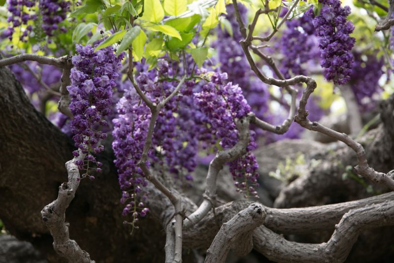 hoa tử đằng công viên Ashikaga hoa tử đằng công viên Ashikaga