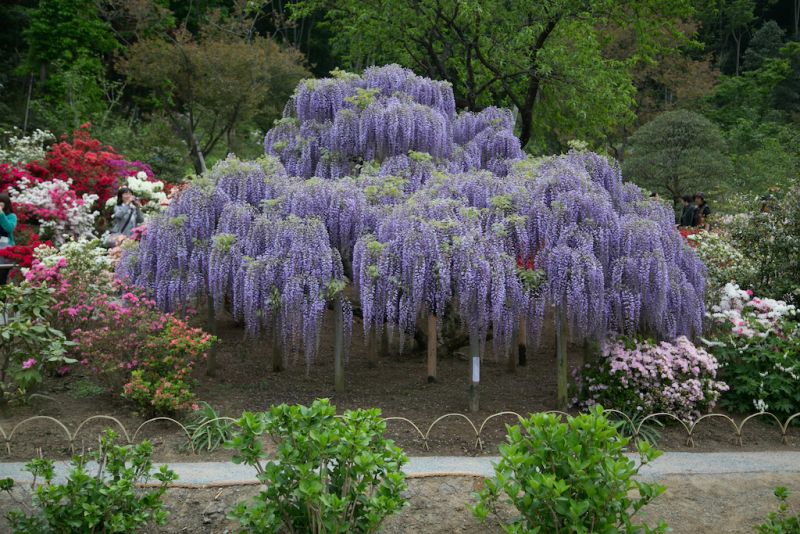 cây hoa tử đằng tím cây hoa tử đằng tím