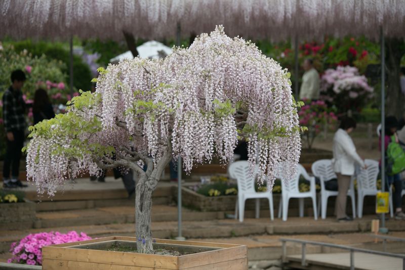 hoa tử đằng công viên Ashikaga hoa tử đằng công viên Ashikaga