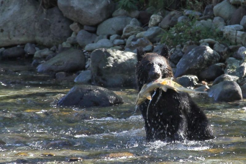 gấu nâu shiretoko