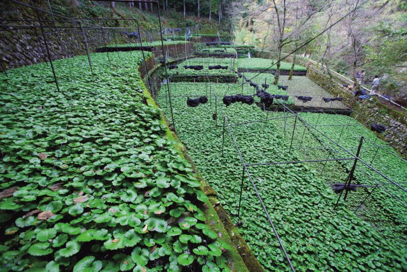 vườn wasabi vườn wasabi