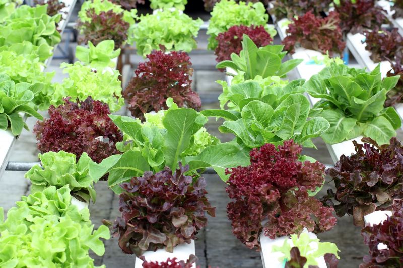 người Việt quan tâm thực phẩm hữu cơ