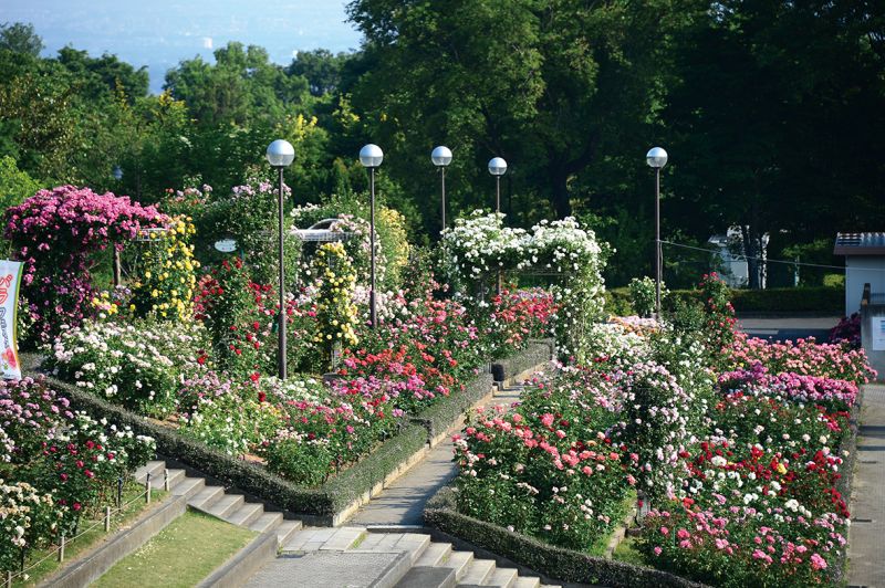 công viên hoa Gunma