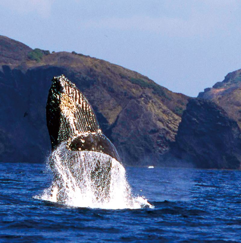 cá voi lưng gù cá voi lưng gù