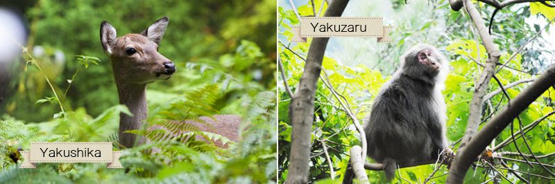 động vật đảo Yakushima động vật đảo Yakushima