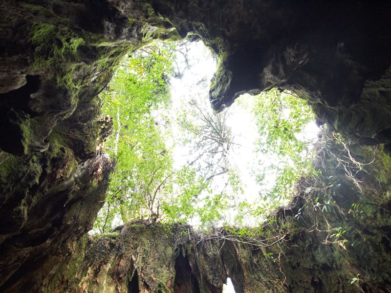 gốc cây Wilson gốc cây Wilson