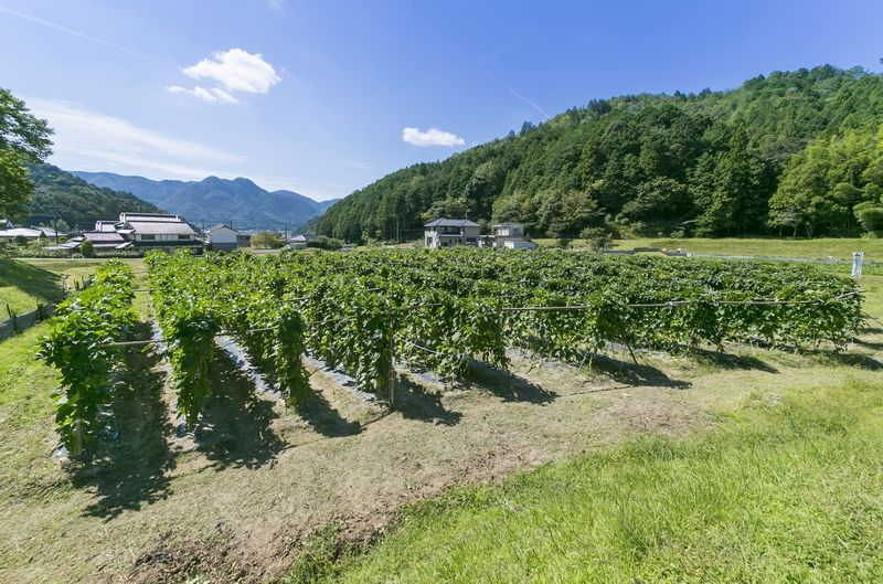 Nông trại trồng Natamame