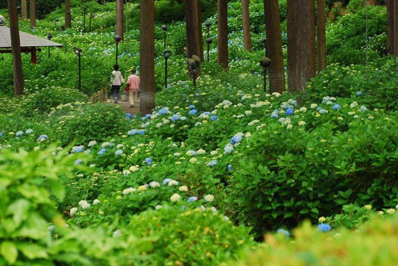 rừng hoa Ajisai chùa Mimuroto rừng hoa Ajisai chùa Mimuroto