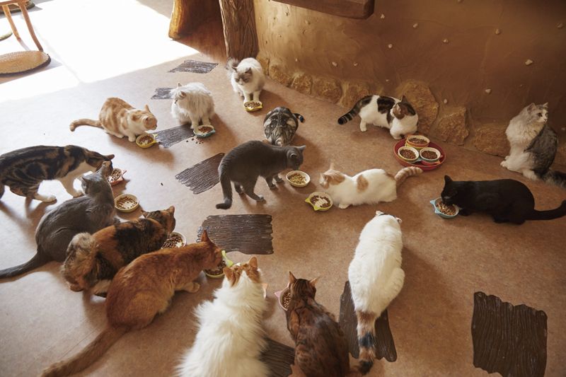 cat cafe cat cafe