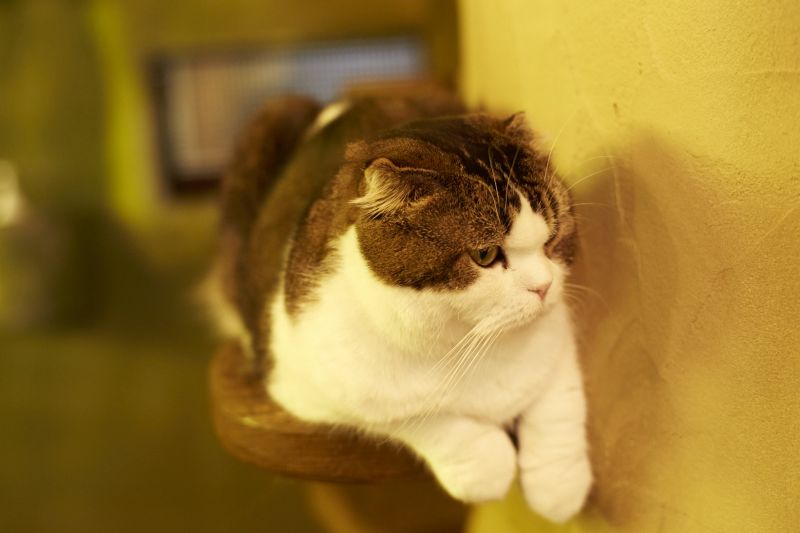 Cat Cafe Cat Cafe