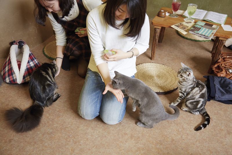 てまりのおうち てまりのおうち