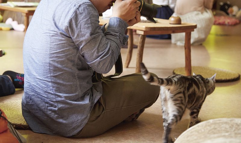 cat cafe cat cafe