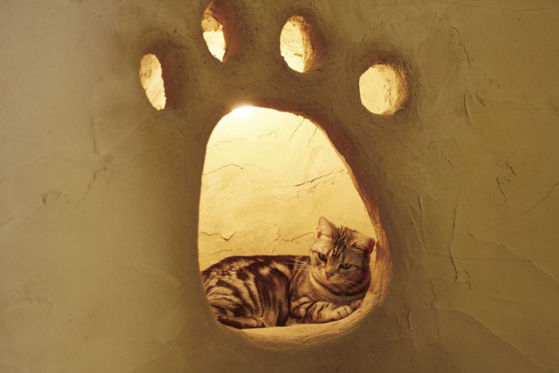 cat cafe cat cafe