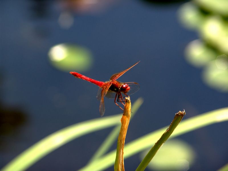 chuồn chuồn đỏ chuồn chuồn đỏ