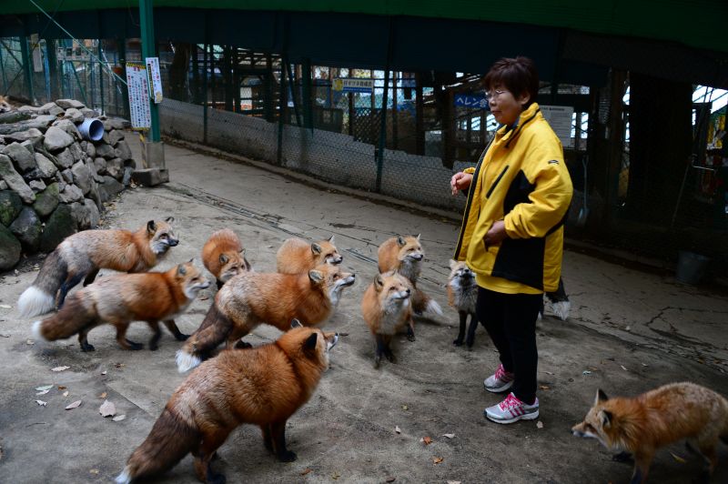 công viên cáo Zao Kitsune Mura