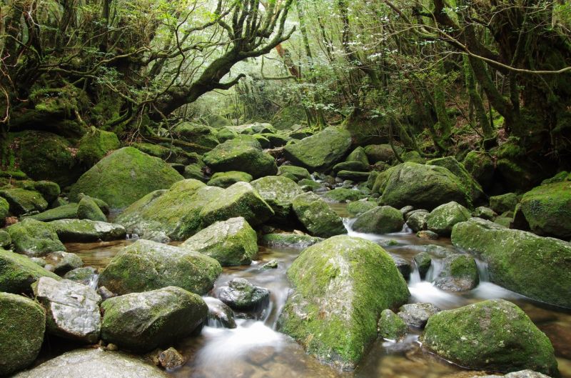 đảo yakushima, kagoshima đảo yakushima, kagoshima