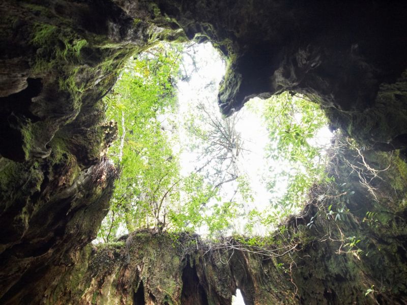 đảo yakushima, kagoshima đảo yakushima, kagoshima