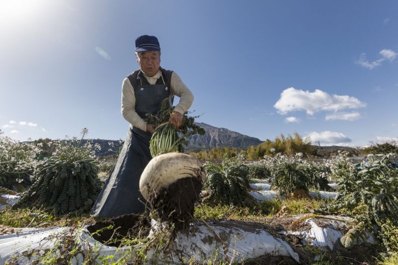 đảo sakurajima, kagoshima