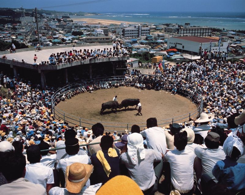 đảo tokunoshima, kagoshima